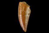 Serrated, Raptor Tooth - Real Dinosaur Tooth #157900-1